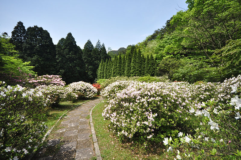 国际友谊杜鹃园