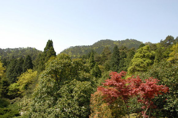 松柏区