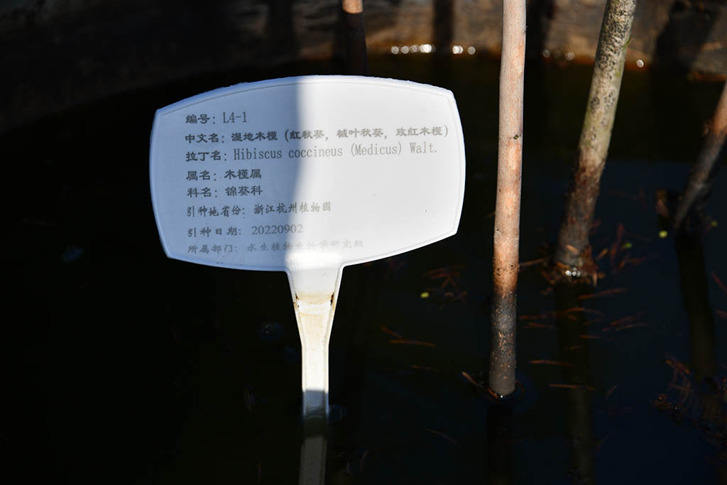 湿地木槿（红秋葵、槭叶秋葵、玫红秋葵）