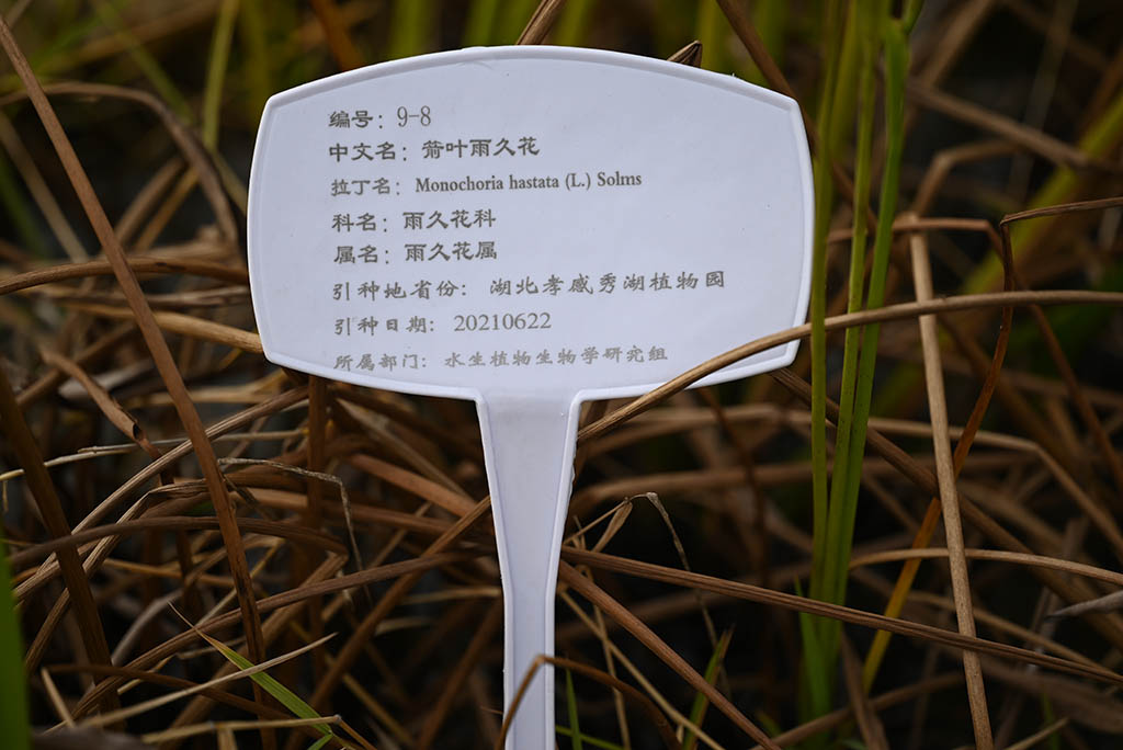 箭叶雨久花