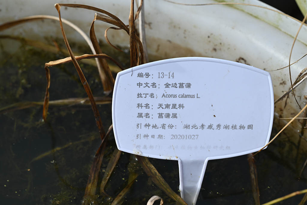 金边菖蒲