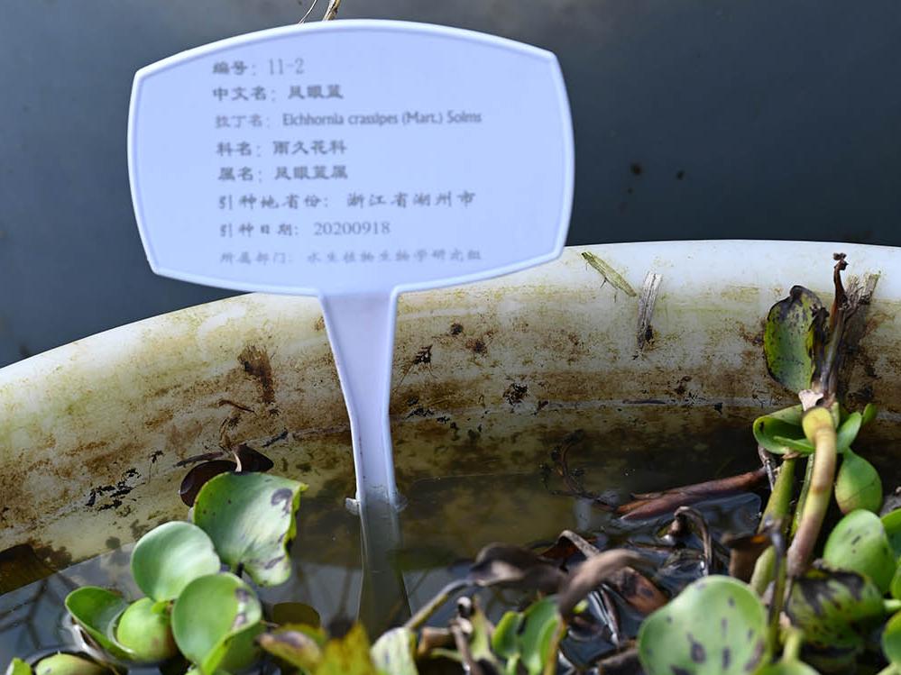 凤眼菜