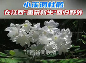 从灭绝到重生！"植物界大熊猫"野外回归