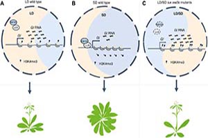 The LUX–SWI3C module regulates photoperiod sensitivity in Arabidopsis thaliana